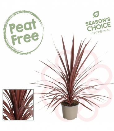 Cordyline