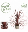Cordyline