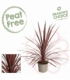 Cordyline