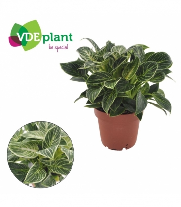 Philodendron