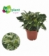 Philodendron