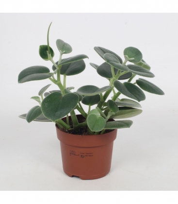 Peperomia