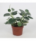 Peperomia