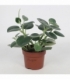 Peperomia
