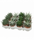 Haworthia