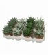 Haworthia
