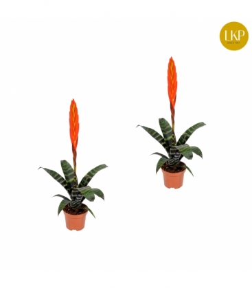 Vriesea