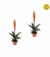 Vriesea