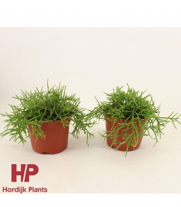 Rhipsalis