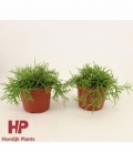 Rhipsalis