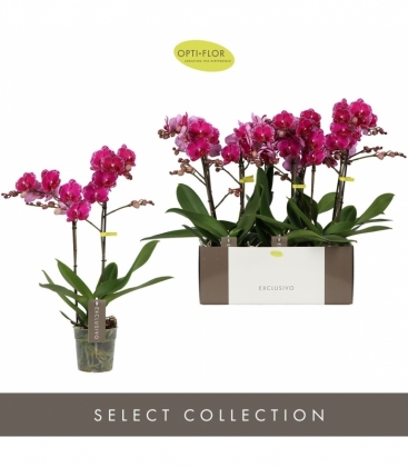 Phalaenopsis