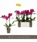 Phalaenopsis