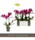 Phalaenopsis