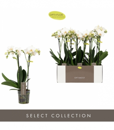 Phalaenopsis