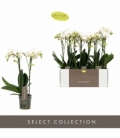 Phalaenopsis