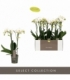 Phalaenopsis
