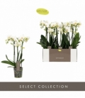 Phalaenopsis
