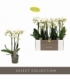 Phalaenopsis