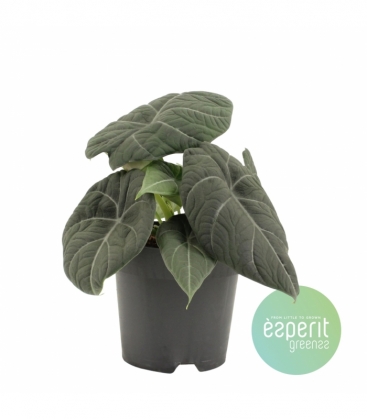 Alocasia