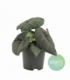 Alocasia