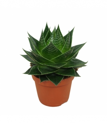 Aloe