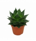 Aloe