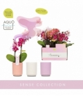 Phalaenopsis