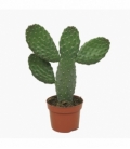 Opuntia