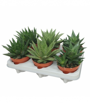 Aloe