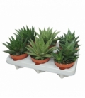 Aloe