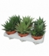 Aloe