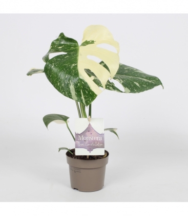 Monstera
