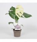Monstera