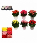 Begonia