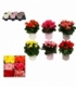 Begonia