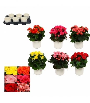Begonia