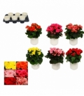 Begonia