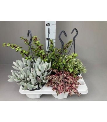 succulents