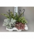 succulents