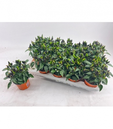 Capsicum