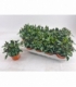 Capsicum
