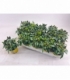 Capsicum