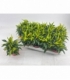 Capsicum