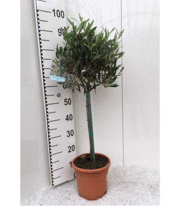 Olea