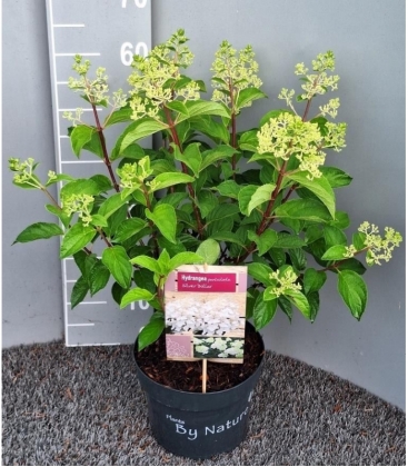 Hydrangea