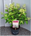 Hydrangea