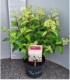 Hydrangea