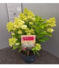 Hydrangea