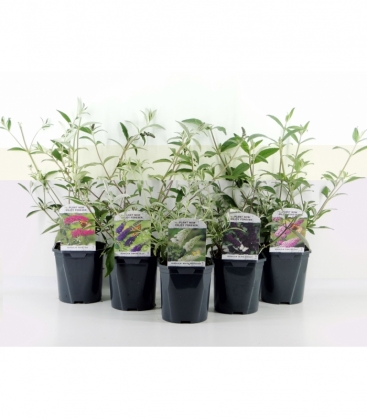 Buddleja
