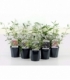Buddleja